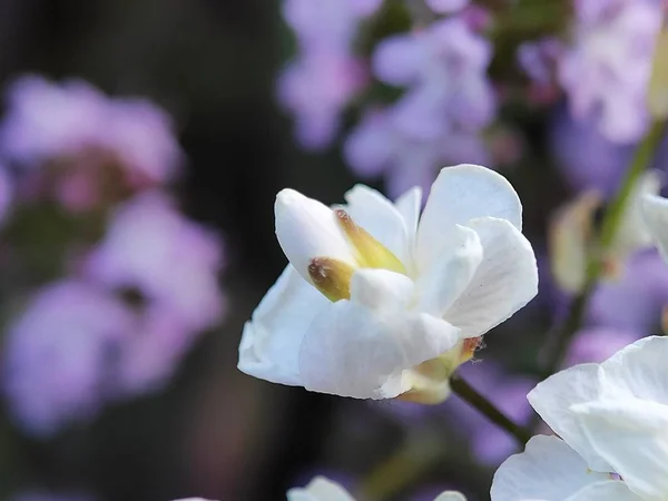 Macro Flores Con Pétalos Primer Plano Tallo Muchos Detalles Semillas — Foto de Stock