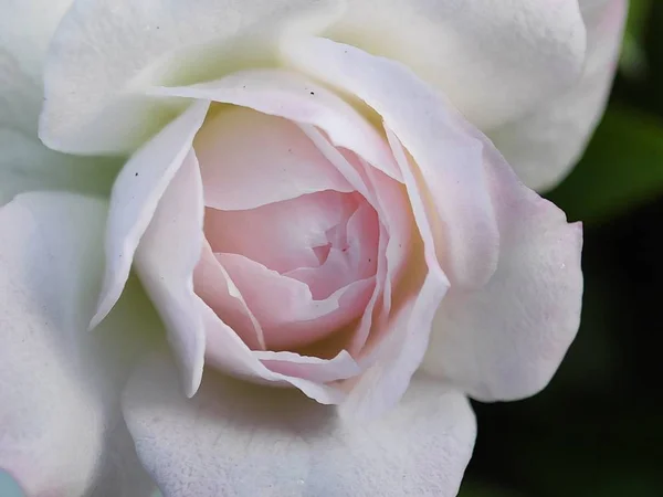 Güzel Rengarenk Makro Çiçekleri Bahar Zamanı Çiçek Açar Arka Plan — Stok fotoğraf