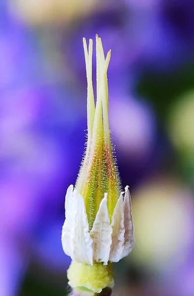 Όμορφο Πολύχρωμο Λουλούδι Μακροεντολή Άγριο Λουλούδι Floral Την Άνοιξη Blur — Φωτογραφία Αρχείου