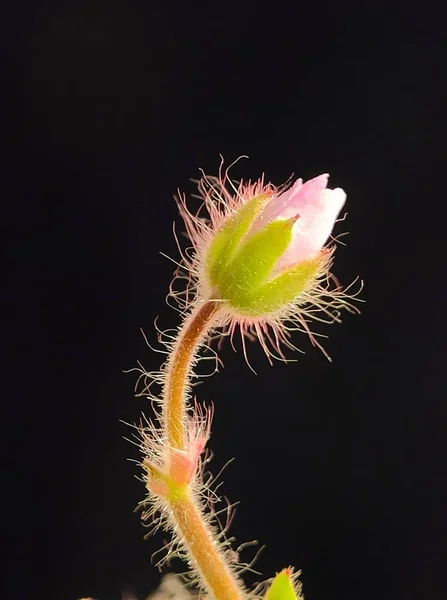 Piękne Kolorowe Makro Kwiat Dziki Kwiat Kwiatowy Czasie Wiosny Rozmycie — Zdjęcie stockowe