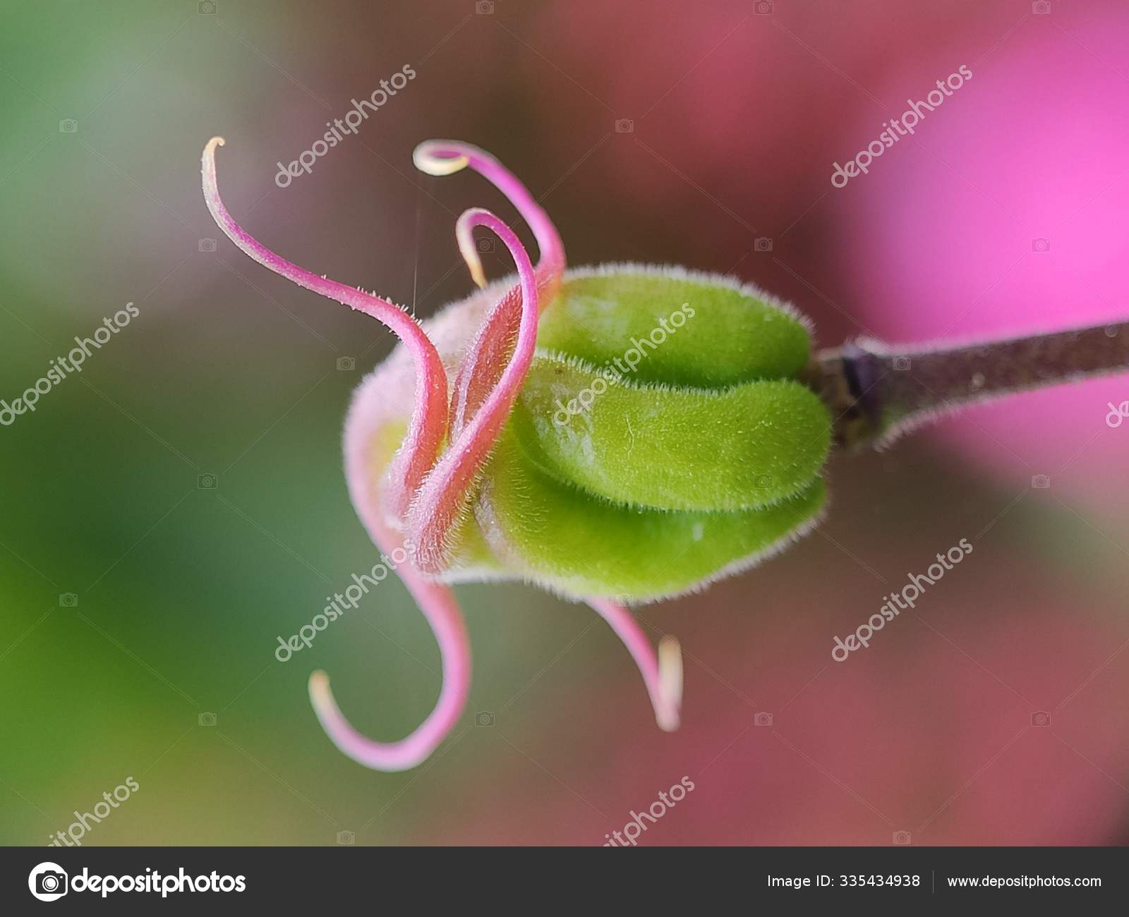 Linda Flor Macro Colorido Flor Selvagem Floral Primavera ...
