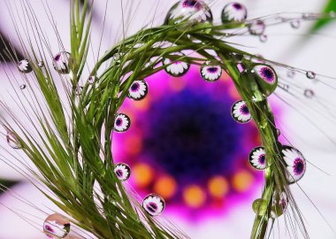 Güzel su damlaları çimenlere yansıyan çiçekleri yuvarlak, yaratıcı paralel şekilli, makro fotoğraf çekimi sabah çiğ yağmuru taze çiçek arka planlarını düşürür. 