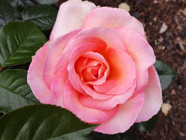 Güzel dev güller pembe turuncu alev mor çiçekler botanik bahçesinde bahar zamanı Queenstown Bahçesi Yeni Zelanda soğuk hava çiçekleri renkli bitkiler Hoa Hong 