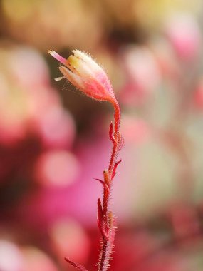 Güzel rengarenk makro çiçekleri bahar zamanı çiçek açar. Arka plan bulanık. Botanik bahçesinde yabani çiçekler. Taze pembe taç yaprağı. 