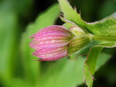 Güzel rengarenk makro çiçekleri bahar zamanı çiçek açar. Arka plan bulanık. Botanik bahçesinde yabani çiçekler. Taze pembe taç yaprağı. 