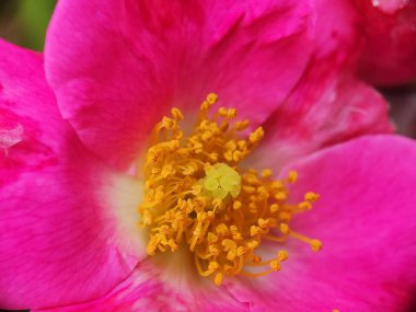 Güzel rengarenk makro çiçekleri bahar zamanı çiçek açar. Arka plan bulanık. Botanik bahçesinde yabani çiçekler. Taze pembe taç yaprağı. 