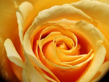 Güzel rengarenk makro çiçekleri bahar zamanı çiçek açar. Arka plan bulanık. Botanik bahçesinde yabani çiçekler. Taze pembe taç yaprağı. 