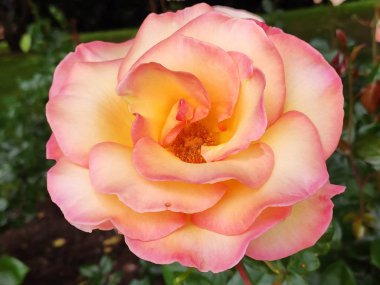 Güzel rengarenk makro çiçekleri bahar zamanı çiçek açar. Arka plan bulanık. Botanik bahçesinde yabani çiçekler. Taze pembe taç yaprağı. 