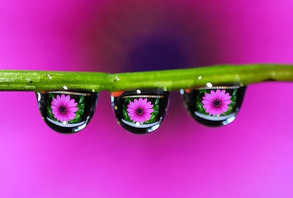 Красивые Капли Воды Отражение Цветок Травинке Изображением Звезды Креативная Макросъемка — стоковое фото