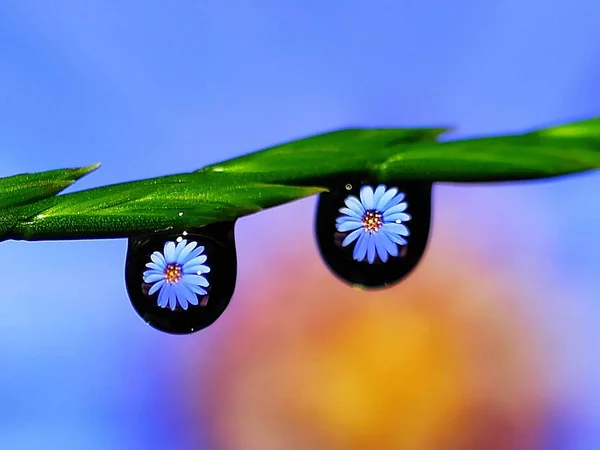 Όμορφη Σταγόνα Νερού Αντανάκλαση Λουλούδι Στο Γρασίδι Λεπίδα Σχήμα Αστέρι — Φωτογραφία Αρχείου