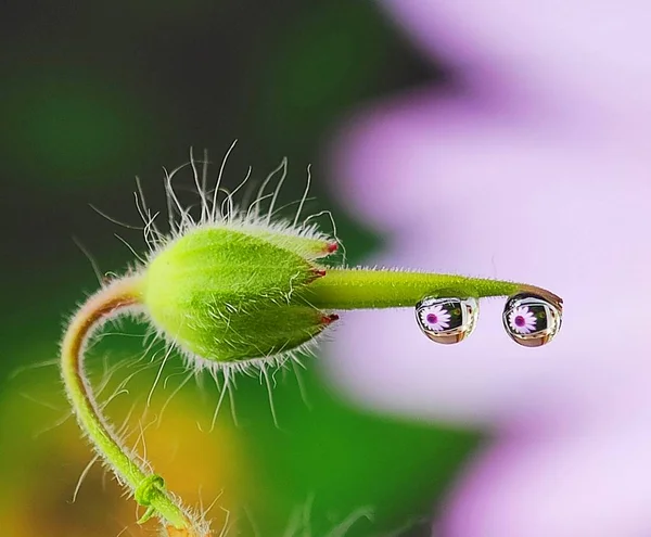 Piękna Woda Krople Refleksji Kwiat Trawie Okrągłym Kreatywnym Kształcie Równoległym — Zdjęcie stockowe