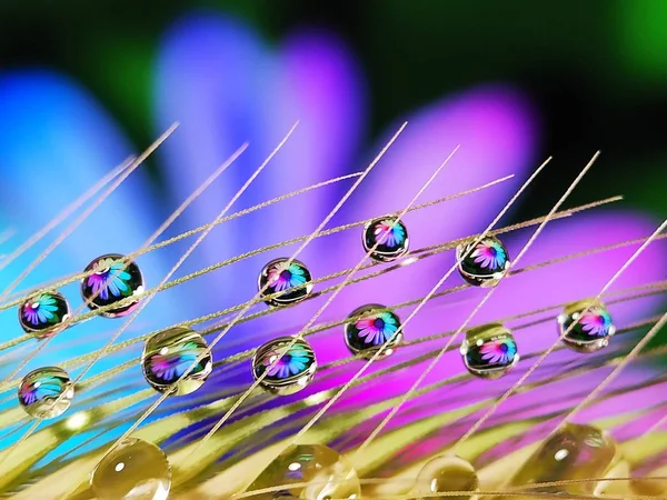 Beautiful Water Drops Reflection Flower Grass Creative Parallel Shape Creative — Stock Photo, Image