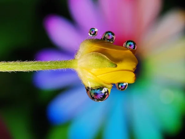Krásná Voda Kapky Odraz Květ Trávě Kulaté Tvůrčí Paralelní Tvar — Stock fotografie