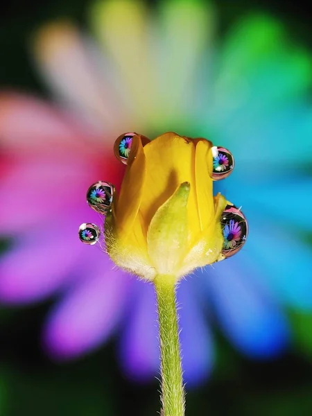 Schöne Wassertropfen Reflexion Blume Auf Gras Mit Runden Kreativen Parallelen — Stockfoto