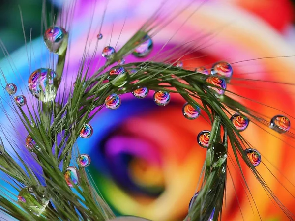 Hermosa Flor Reflexión Gotas Agua Hierba Con Forma Paralela Creativa —  Fotos de Stock