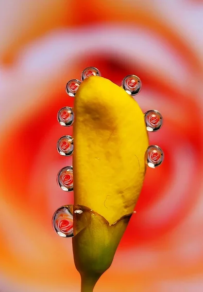 Όμορφο Νερό Σταγόνες Αντανάκλαση Λουλούδι Στο Γρασίδι Στρογγυλό Δημιουργικό Παράλληλο — Φωτογραφία Αρχείου