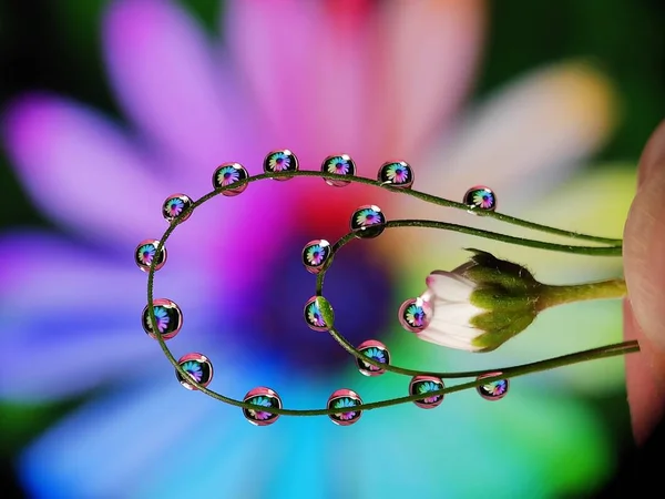 Hermosa Flor Reflexión Gotas Agua Hierba Con Forma Paralela Creativa —  Fotos de Stock