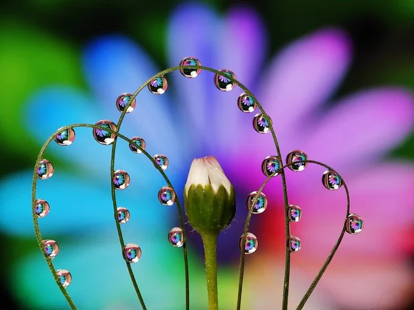 Красиві Краплі Води Відображають Квітку Траві Круглою Творчою Паралельною Формою — стокове фото