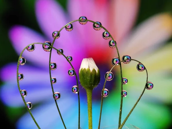 Красиві Краплі Води Відображають Квітку Траві Круглою Творчою Паралельною Формою — стокове фото