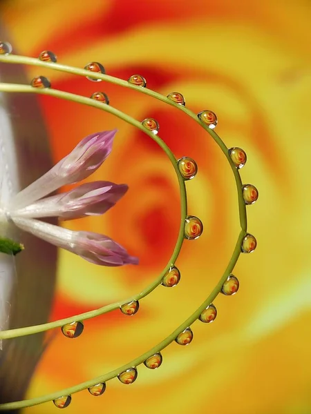 Belas Gotas Água Flor Reflexão Grama Com Forma Paralela Criativa — Fotografia de Stock