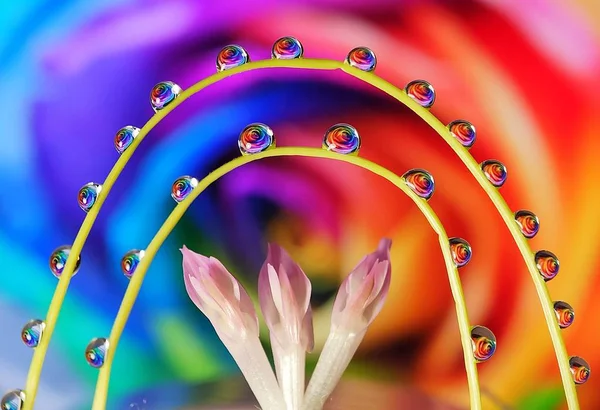 Schöne Wassertropfen Reflexion Blume Auf Gras Mit Runden Kreativen Parallelen — Stockfoto