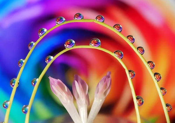 Schöne Wassertropfen Reflexion Blume Auf Gras Mit Runden Kreativen Parallelen — Stockfoto