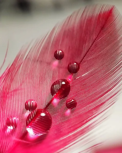 Belas Gotas Água Flor Reflexão Grama Com Forma Paralela Criativa — Fotografia de Stock