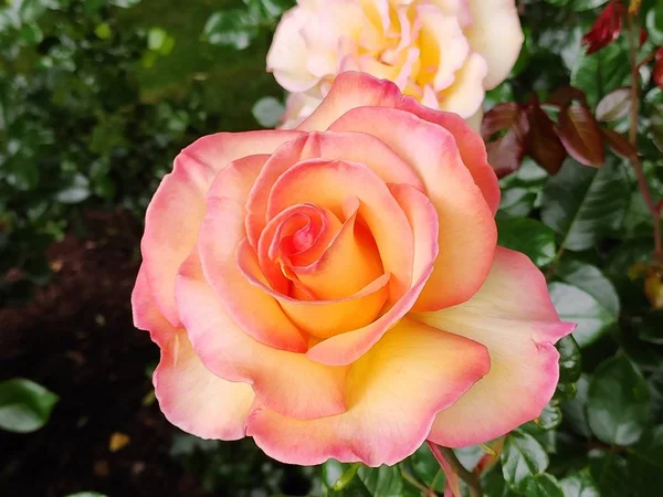 Güzel Dev Güller Pembe Turuncu Alev Mor Çiçekler Botanik Bahçesinde — Stok fotoğraf