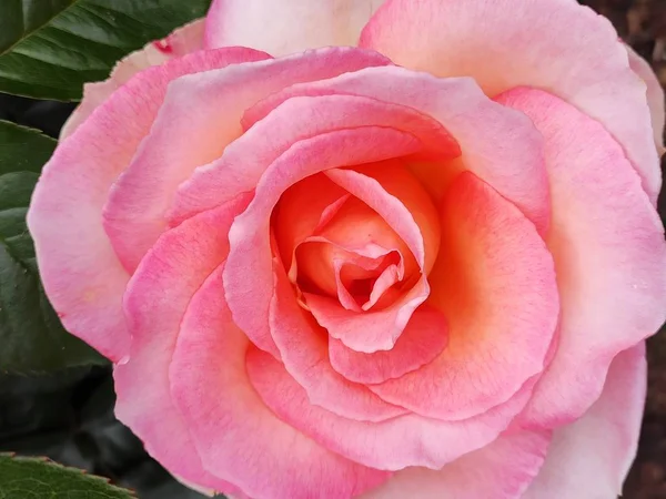 Прекрасные Гигантские Розы Розовый Красный Оранжевый Огонь Фиолетовые Цветы Ботаническом — стоковое фото