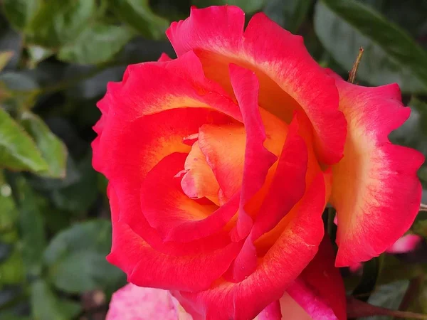 Hermosas Rosas Gigantes Rosa Rojo Naranja Llama Púrpura Flores Jardín —  Fotos de Stock