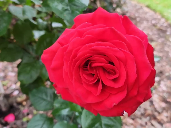 Hermosas Rosas Gigantes Rosa Rojo Naranja Llama Púrpura Flores Jardín —  Fotos de Stock