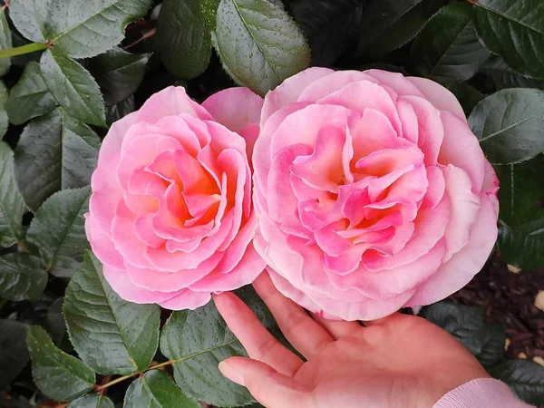 Hermosas Rosas Gigantes Rosa Rojo Naranja Llama Púrpura Flores Jardín —  Fotos de Stock