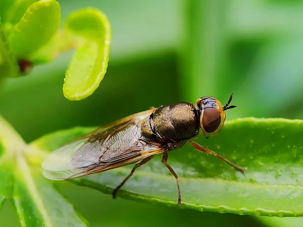 Beautiful colorful bee fly insect on flower macro closeup photography details small bug in garden petal floral background detailed eye wing body of insect