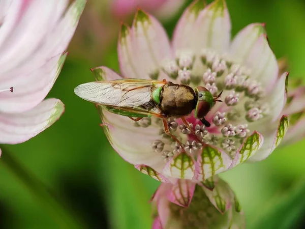 Beautiful colorful bee fly insect on flower macro closeup photography details small bug in garden petal floral background detailed eye wing body of insect