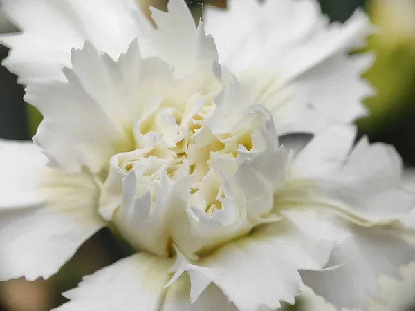 Schöne Bunte Makroblume Wilde Blüten Frühling Verschwimmen Hintergrund Wildblume Botanischem — Stockfoto