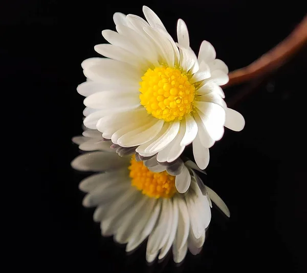 Krásné Barevné Květiny Makro Fotografie Pěkný Záběr Zblízka Okvětní Lístek — Stock fotografie