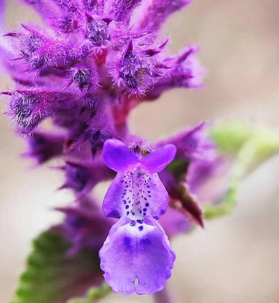 Beautiful Colorful Flower Macro Photography Nice Shot Close Petal Pollen — Stock Photo, Image