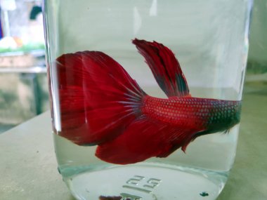 Dikkate değer kayak pisti dağın tepesinde kalın kar tabakası insanlar snowboard ile kayak yapıyor ve güzel kış tatillerini kaldırıyor. Otago dağı aşırı soğuk. 