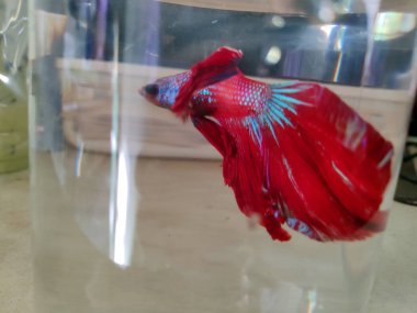 Dikkate değer kayak pisti dağın tepesinde kalın kar tabakası insanlar snowboard ile kayak yapıyor ve güzel kış tatillerini kaldırıyor. Otago dağı aşırı soğuk. 