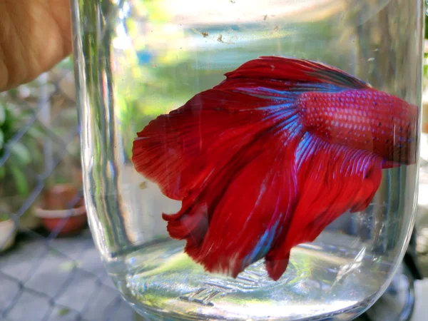 Dikkate değer kayak pisti dağın tepesinde kalın kar tabakası insanlar snowboard ile kayak yapıyor ve güzel kış tatillerini kaldırıyor. Otago dağı aşırı soğuk. 