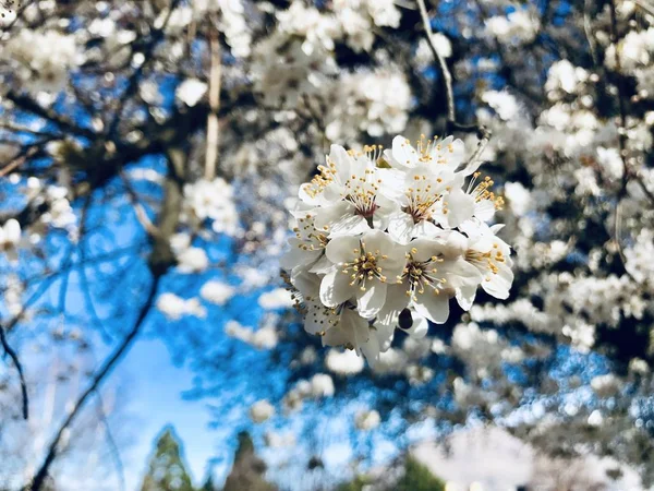 Wspaniałe Różowe Kwiaty Piękne Różowe Białe Sakura Zbliżenie Kwiat Wiśni — Zdjęcie stockowe