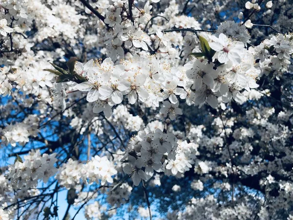 Muhteşem pembe çiçekler güzel pembe ve beyaz sakura mavi gökyüzü ve dağ ile kiraz çiçeğini kapatır ve Queenstown Yeni Zelanda botanik bahçesinde göl yeşili çimenleri bahar zamanı bulanıklaşır