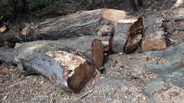 Ağaç gövdesi kesilen ormanların tahrip edilmesi ormanların tahrip edilmesi çevreye zarar veren odunların tahrip edilmesi doğayı mahveder. 