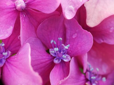 Güzel pembe mor ortanca çiçeği makro fotoğrafçılığı su damlası ile kapat sabah çiğ yaprakları arka planda bahar zamanı botanik bahçesinde açan yaratıcı çiçekleri bulanıklaştırdı  
