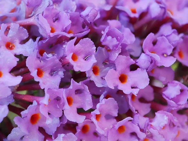 Macro Photography Beautiful Colorful Flowers White Pink Petals Stem Blurred — Stock Photo, Image