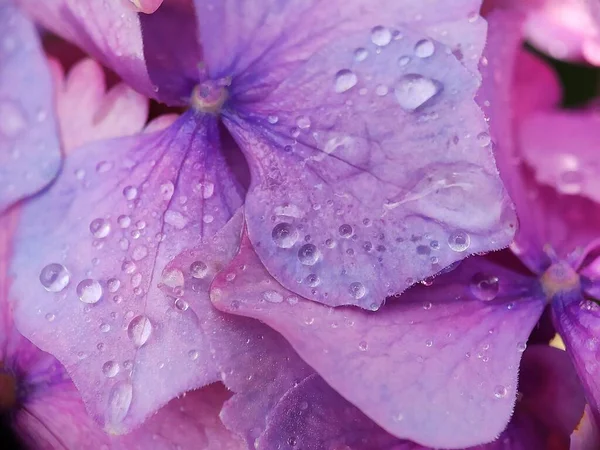 Beautiful pink purple blue Hydrangea flower close up macro photography with water drop morning dew petals blurred background creative blooming flower in spring time botanic garden
