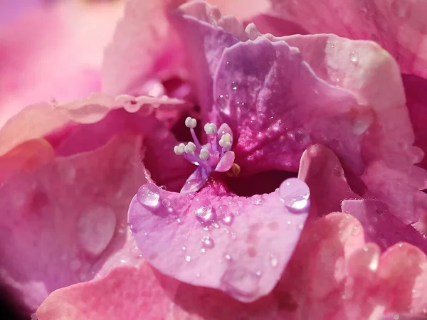 Hermosa Flor Rosa Púrpura Azul Hydrangea Cierran Fotografía Macro Con — Foto de Stock