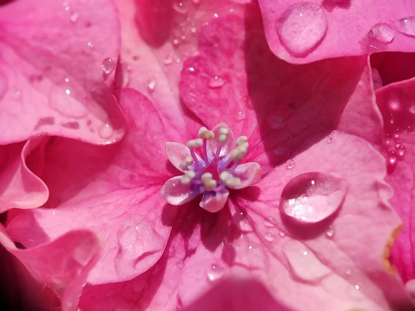 Όμορφο Ροζ Μωβ Μπλε Λουλούδι Ορτανσία Close Μακροφωτογραφία Νερό Σταγόνα — Φωτογραφία Αρχείου