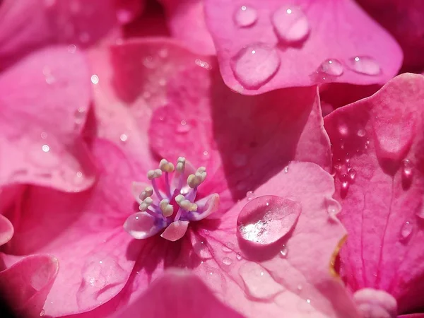 Krásná Růžová Fialová Modrá Hydrangea Květ Zblízka Makro Fotografie Vodou — Stock fotografie