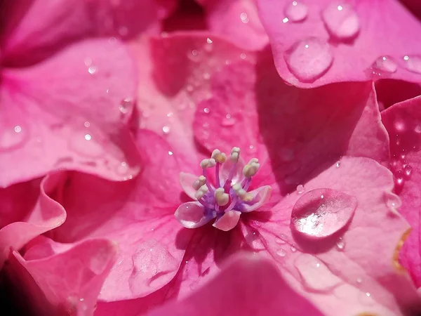 Beautiful pink purple blue Hydrangea flower close up macro photography with water drop morning dew petals blurred background creative blooming flower in spring time botanic garden